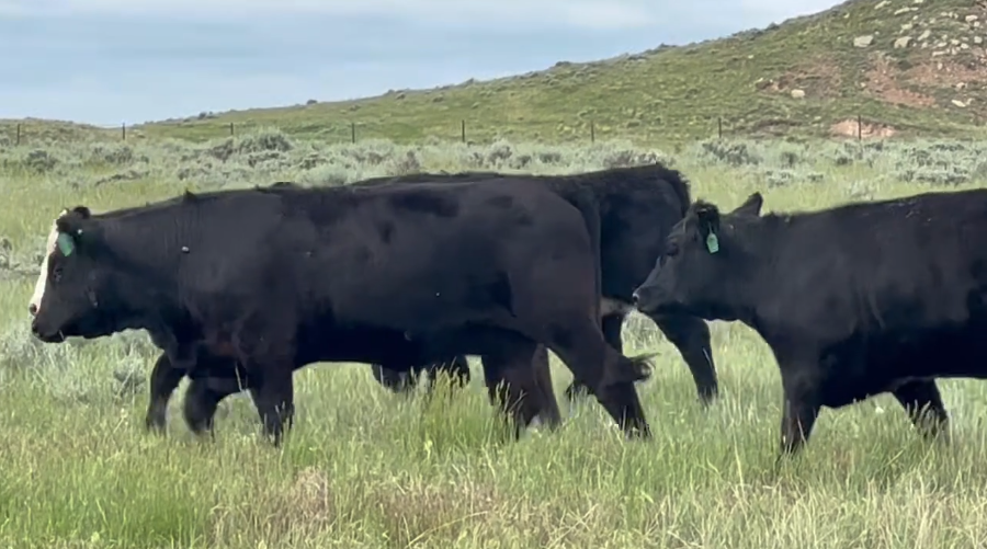 45 Head of Black & Black Baldy Bred Heifers BH821E5